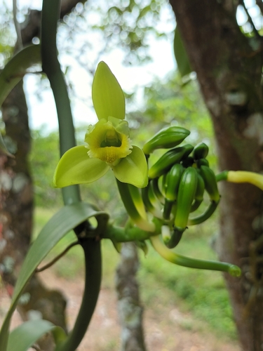 Vanilla planifolia (Vanilla Orchid)