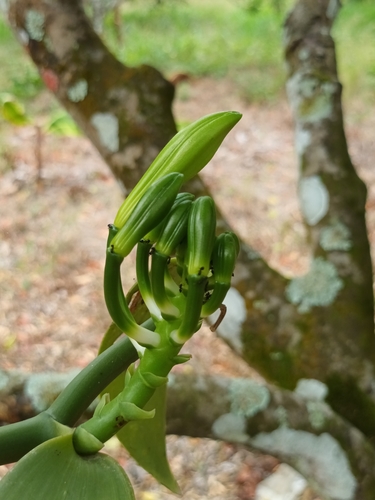 Vanilla planifolia (Vanilla Orchid)