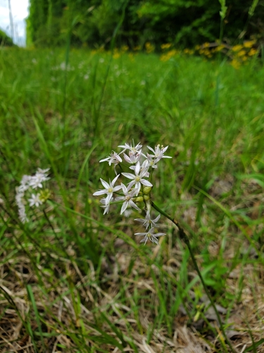 Allium canadense (Canadian Meadow garlic) (alternate view 4)