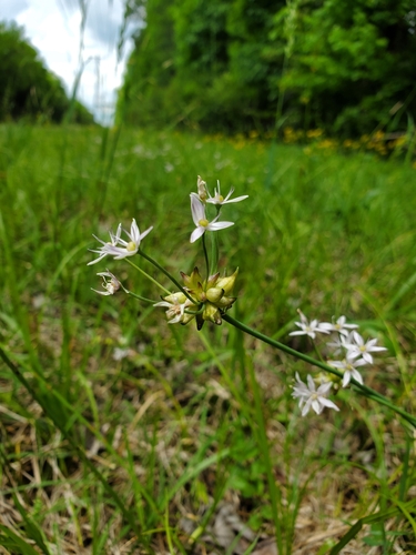 Allium canadense (Canadian Meadow garlic) (alternate view 5)
