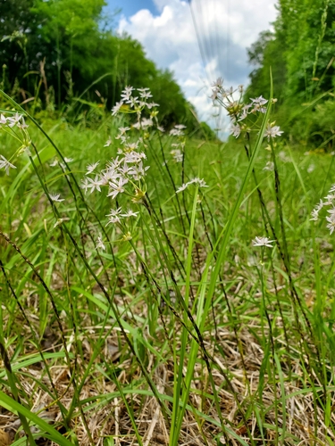 Allium canadense (Canadian Meadow garlic) (alternate view 6)