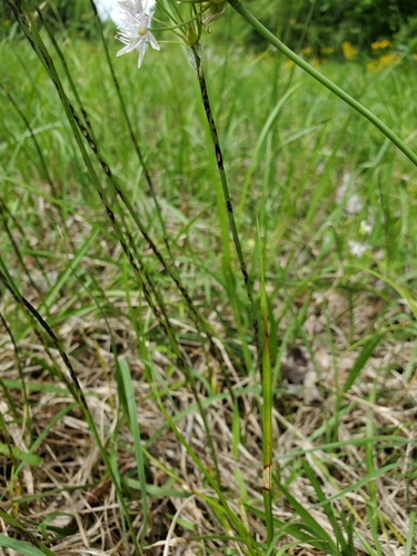 Allium canadense (Canadian Meadow garlic) (alternate view 7)