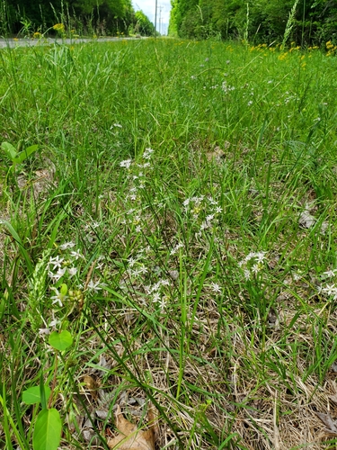 Allium canadense (Canadian Meadow garlic) (alternate view 8)
