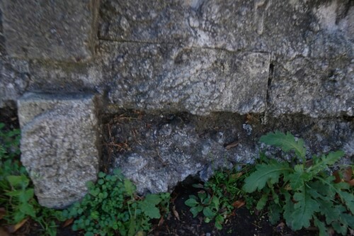 Senecio glomeratus (Cutleaf burnweed) (alternate view 5)