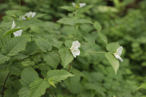 Rhodotypos scandens (jetbead)