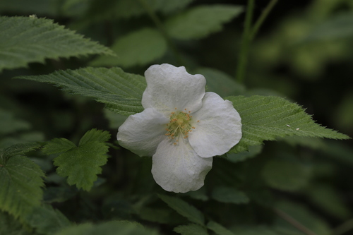 Rhodotypos scandens (jetbead) (alternate view 2)