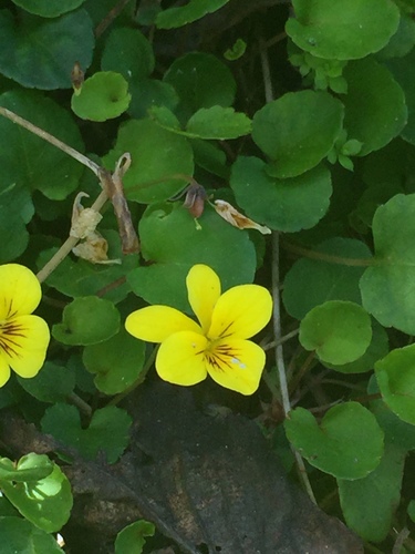 Viola sempervirens (Evergreen Yellow Violet)