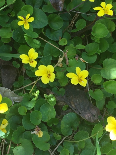 Viola sempervirens (Evergreen Yellow Violet) (alternate view 2)