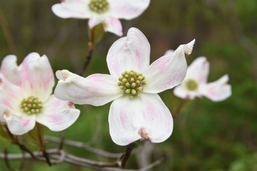 Cornus florida (eastern dogwood) (alternate view 3)