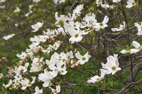 Cornus florida (eastern dogwood) (alternate view 4)