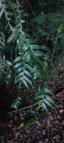 Epiphyllum chrysocardium (Fern Leaf Cactus)