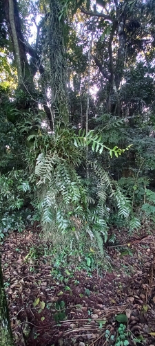 Epiphyllum chrysocardium (Fern Leaf Cactus) (alternate view 2)