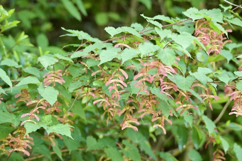 Acer crataegifolium (Hawthorn-leaved Maple) (alternate view 4)