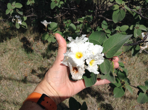 Cordia boissieri (Anacahuita) (alternate view 2)