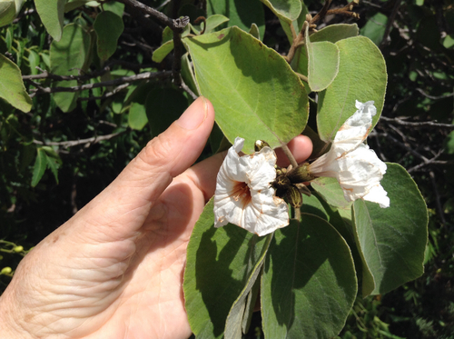 Cordia boissieri (Anacahuita)