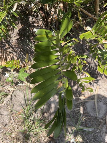 Zamia furfuracea (Cardboard Palm Tree)