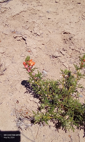 Sphaeralcea coccinea (Scarlet Globemallow) (alternate view 3)