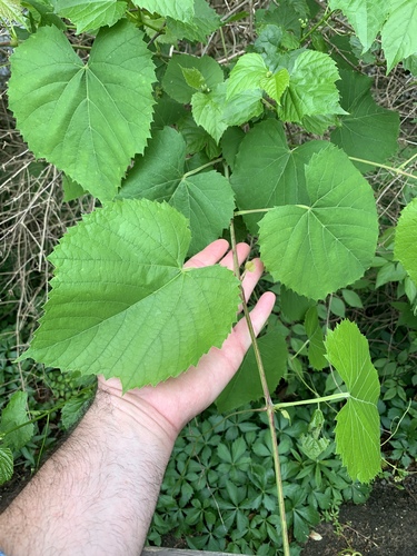 Vitis cinerea (graybark grape) (alternate view 8)