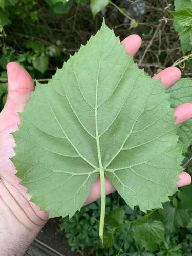 Vitis cinerea (graybark grape) (alternate view 9)