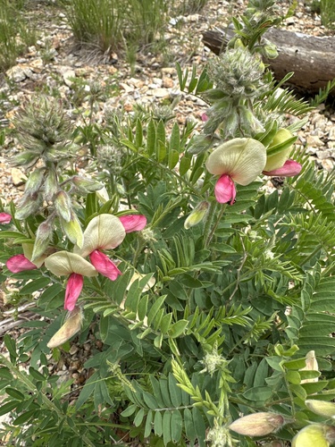 Tephrosia virginiana (goat's rue) (alternate view 7)