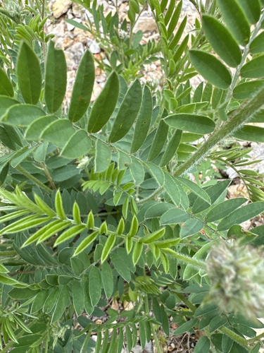 Tephrosia virginiana (goat's rue) (alternate view 8)