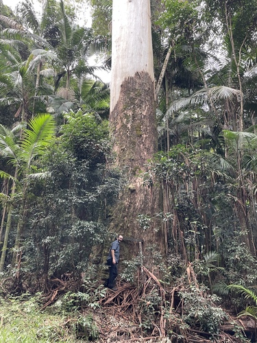 Eucalyptus grandis (Flooded Gum) (alternate view 4)