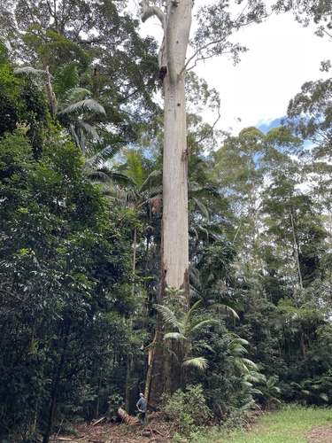 Eucalyptus grandis (Flooded Gum) (alternate view 5)