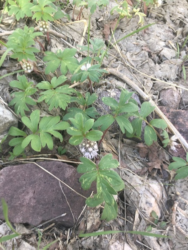 Hydrophyllum capitatum (ballhead waterleaf) (alternate view 6)