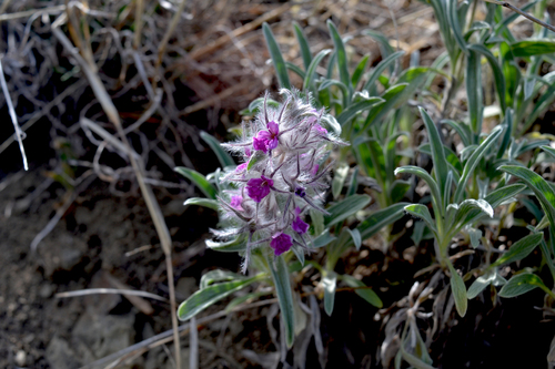 Stachys (Hedgenettles) (alternate view 4)