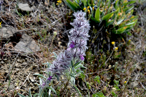 Stachys (Hedgenettles) (alternate view 5)