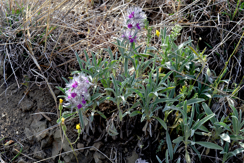 Stachys (Hedgenettles) (alternate view 6)