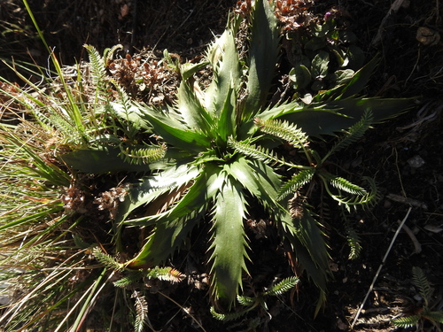 Eryngium agavifolium (Agave-leaved Sea Holly) (alternate view 4)