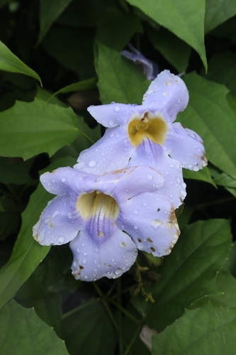 Thunbergia grandiflora (Sky Vine)