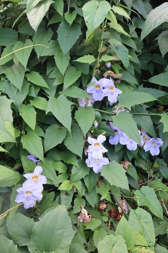 Thunbergia grandiflora (Sky Vine)