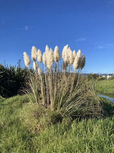 Cortaderia selloana (Pampas Grass)