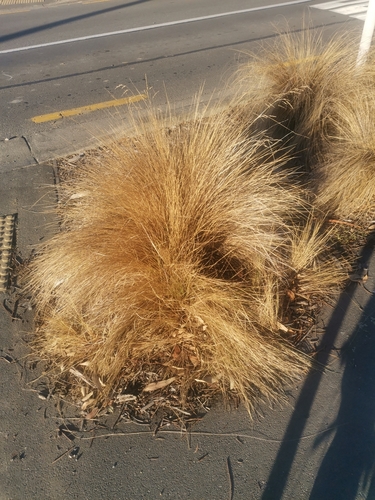 Chionochloa rubra (Red Tussock Grass) (alternate view 2)