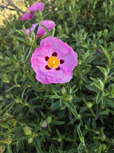 Cistus purpureus (Purple Rock Rose)