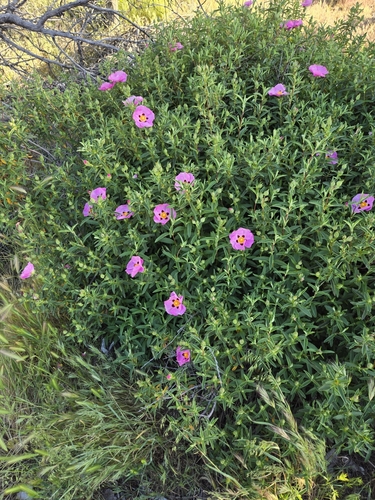 Cistus purpureus (Purple Rock Rose) (alternate view 2)