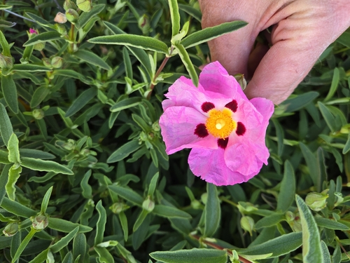 Cistus purpureus (Purple Rock Rose) (alternate view 3)