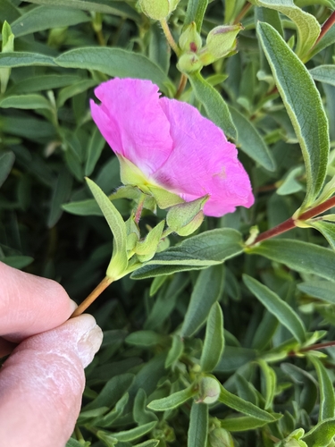 Cistus purpureus (Purple Rock Rose) (alternate view 4)