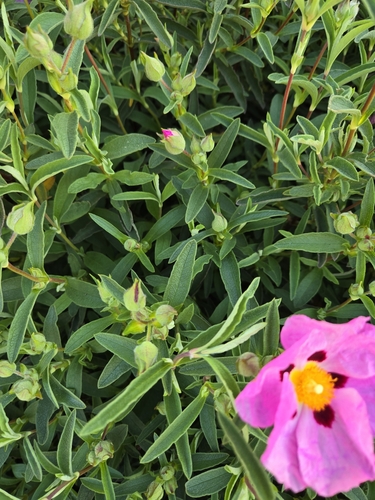 Cistus purpureus (Purple Rock Rose) (alternate view 5)