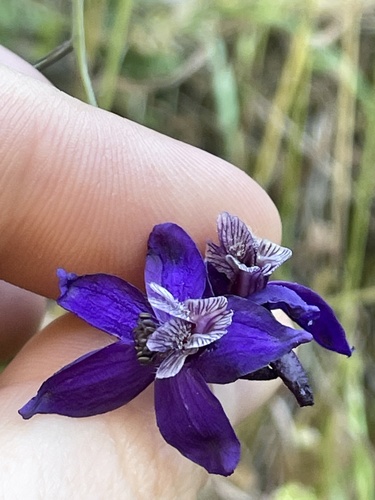 Delphinium patens (Zigzag Larkspur) (alternate view 6)