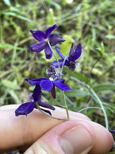 Delphinium patens (Zigzag Larkspur) (alternate view 7)