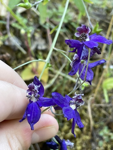 Delphinium patens (Zigzag Larkspur) (alternate view 8)