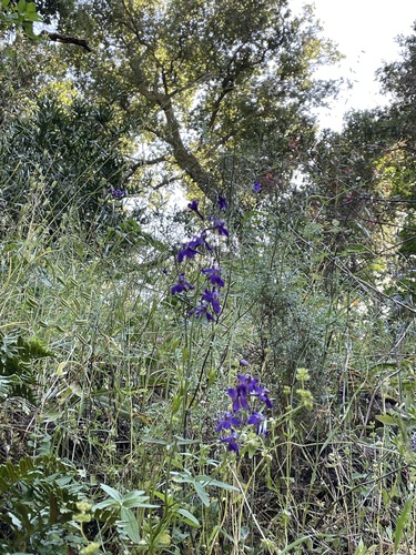 Delphinium patens (Zigzag Larkspur) (alternate view 9)