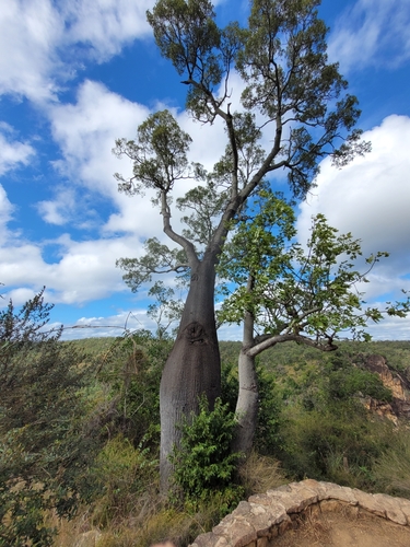 Brachychiton rupestris (Queensland Bottle Tree) (alternate view 4)