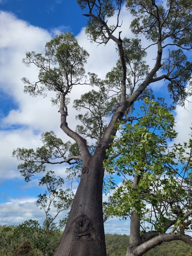 Brachychiton rupestris (Queensland Bottle Tree) (alternate view 5)