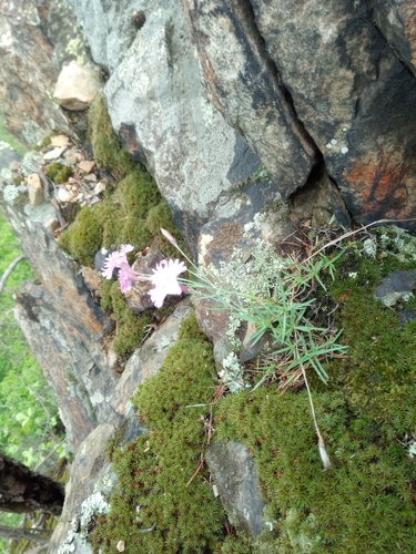 Dianthus gratianopolitanus (pinks) (alternate view 10)