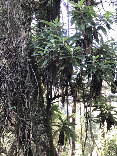 Bedfordia arborescens (Blanket Leaf) (alternate view 7)