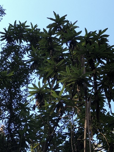 Bedfordia arborescens (Blanket Leaf) (alternate view 8)